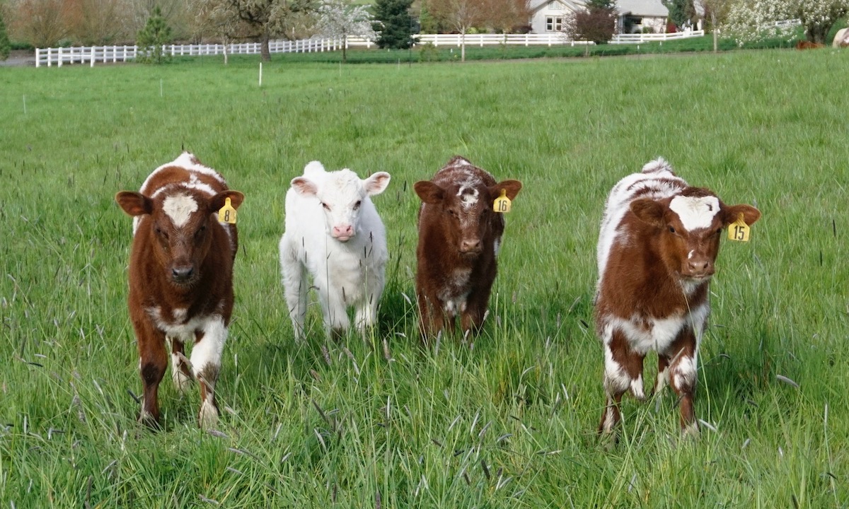 Environmental Stewardship Whispering Hills Farm