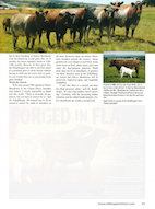 Milking Shorthorn Journal, Winter 2015 Profile pg.2